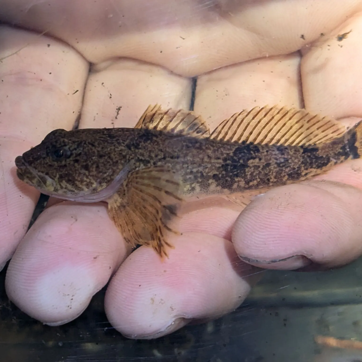 The most recent Mottled sculpin catches on Fishbrain