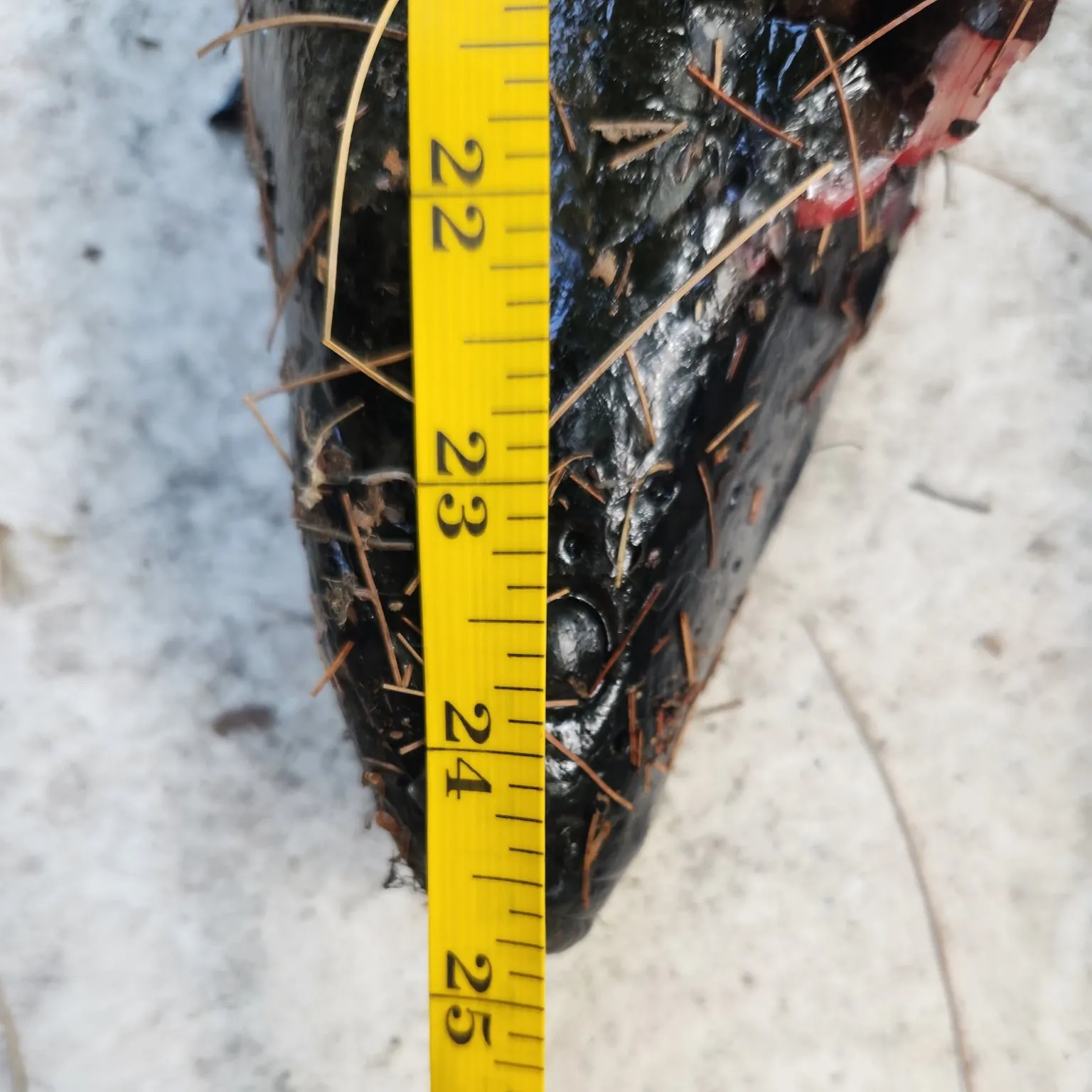 The most recent Northern snakehead catches on Fishbrain