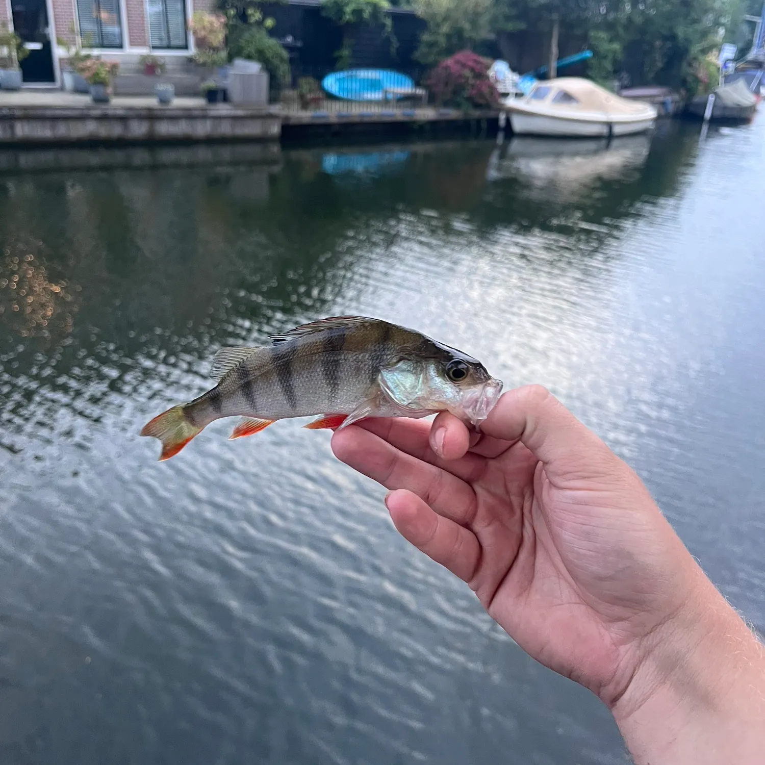 European perch caught on Fishbrain