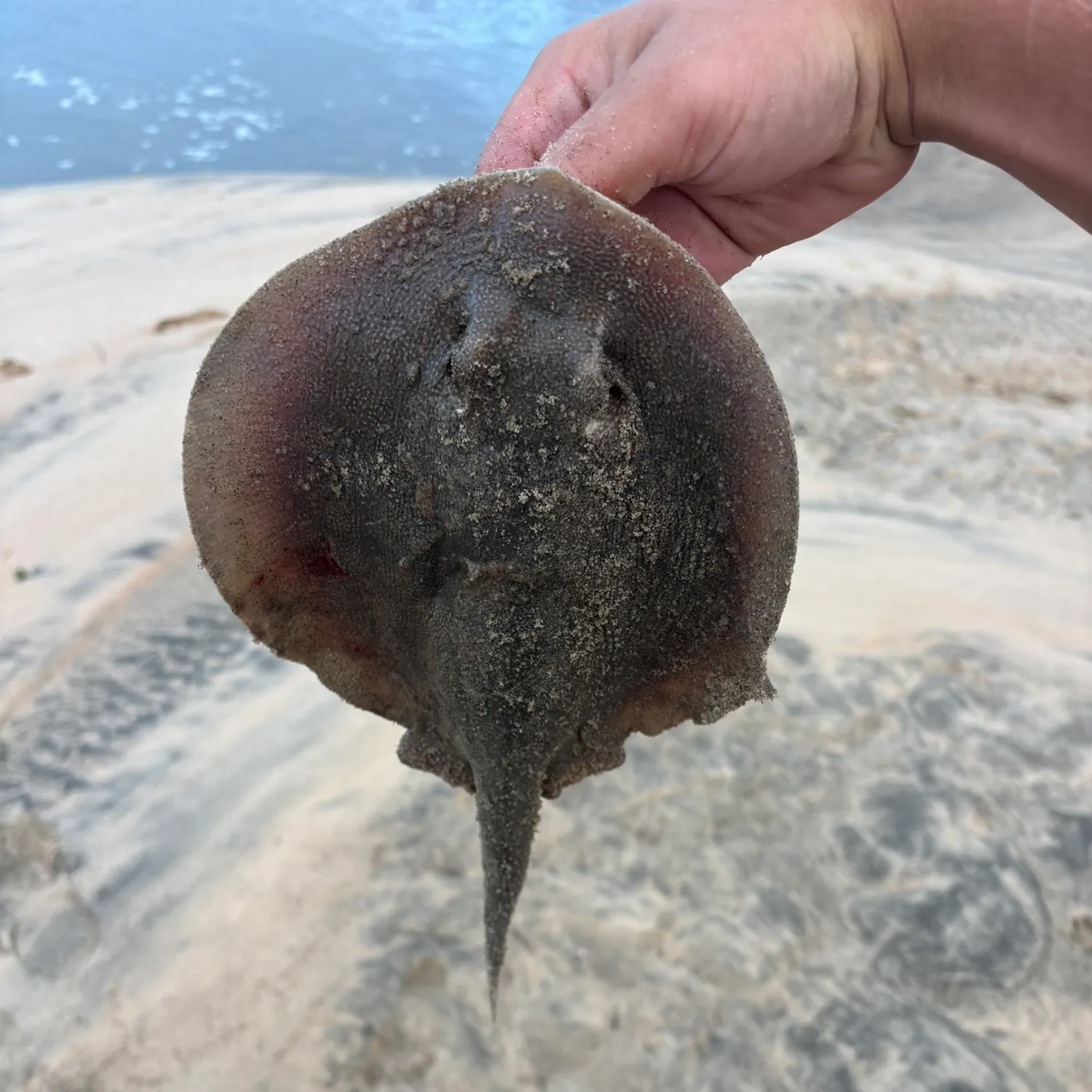 The most recent Haller's round ray catches on Fishbrain