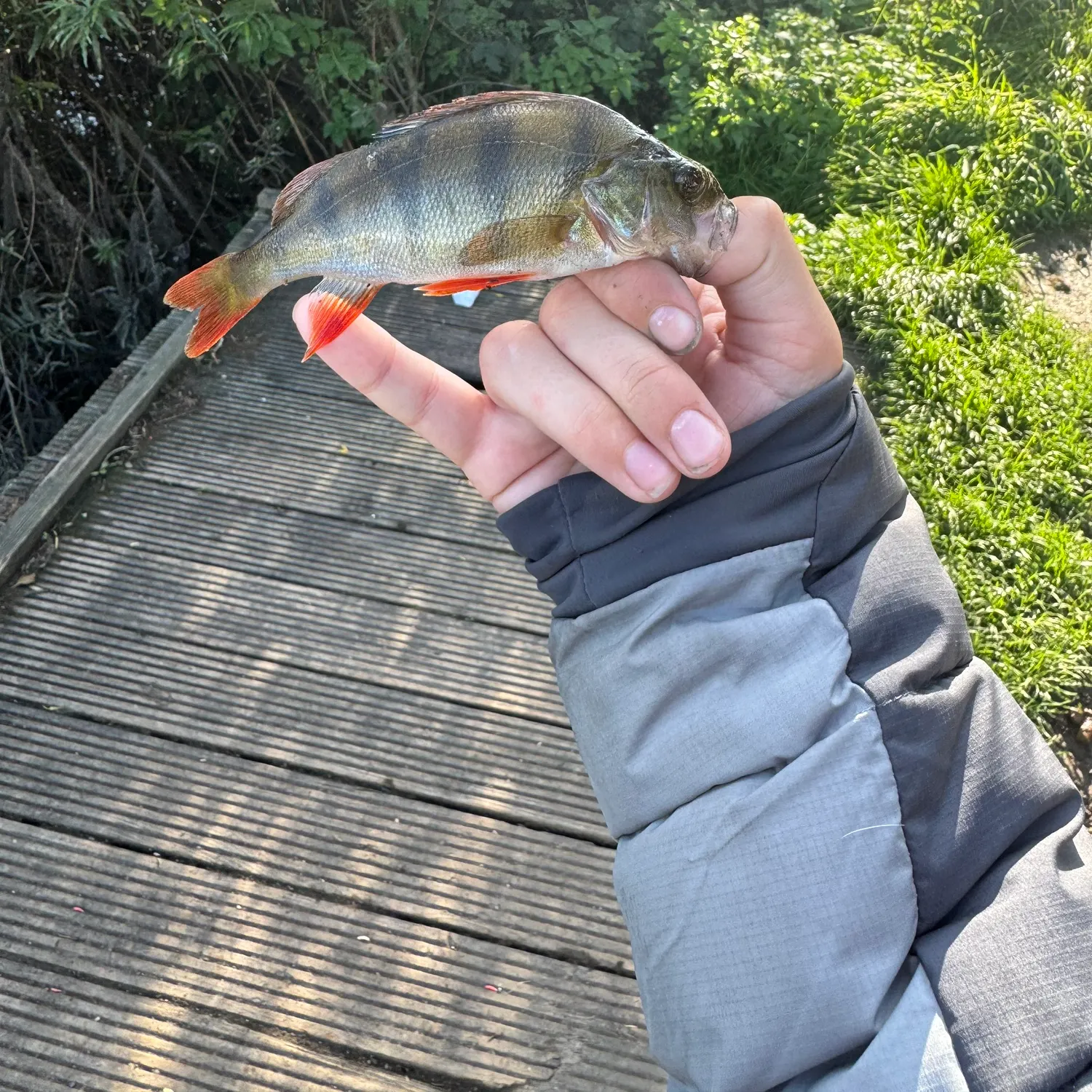European perch caught on Fishbrain
