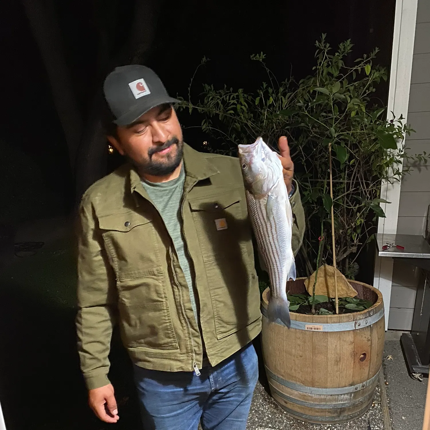 Striped bass caught on Fishbrain
