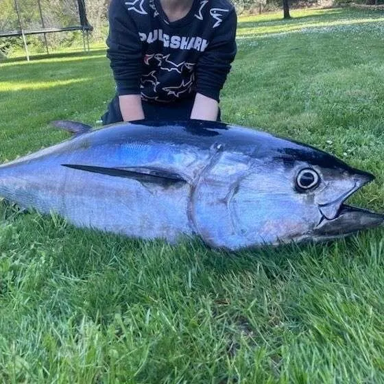 The most recent Southern bluefin tuna catches on Fishbrain