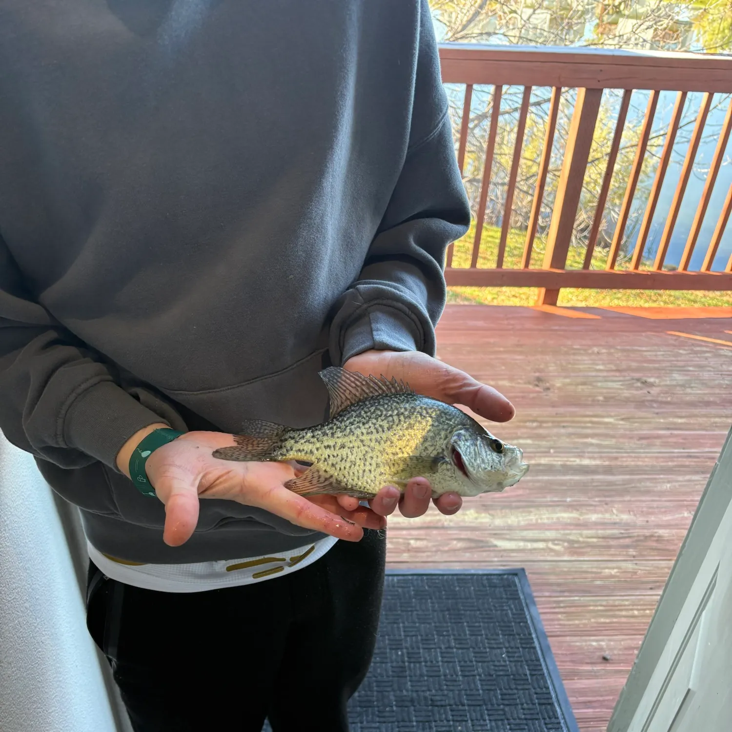 Black crappie caught on Fishbrain