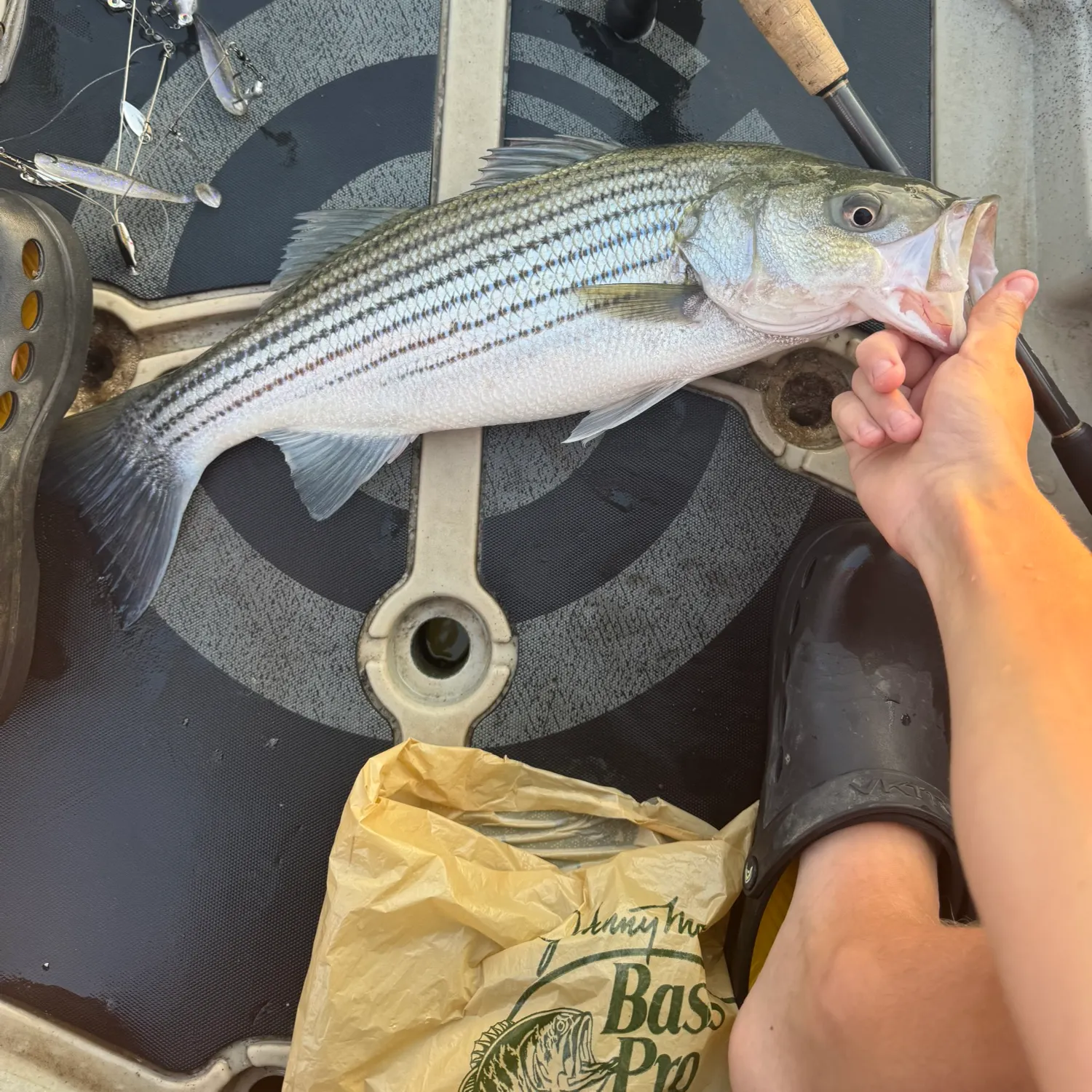Striped bass caught on Fishbrain