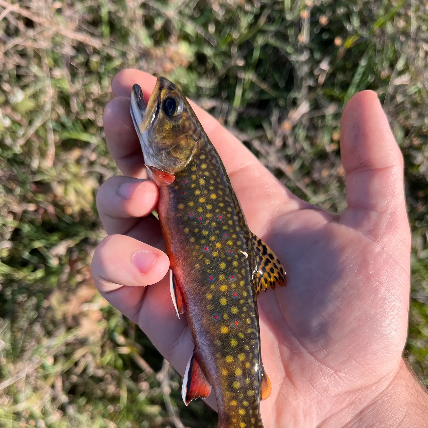 Brook trout caught on Fishbrain