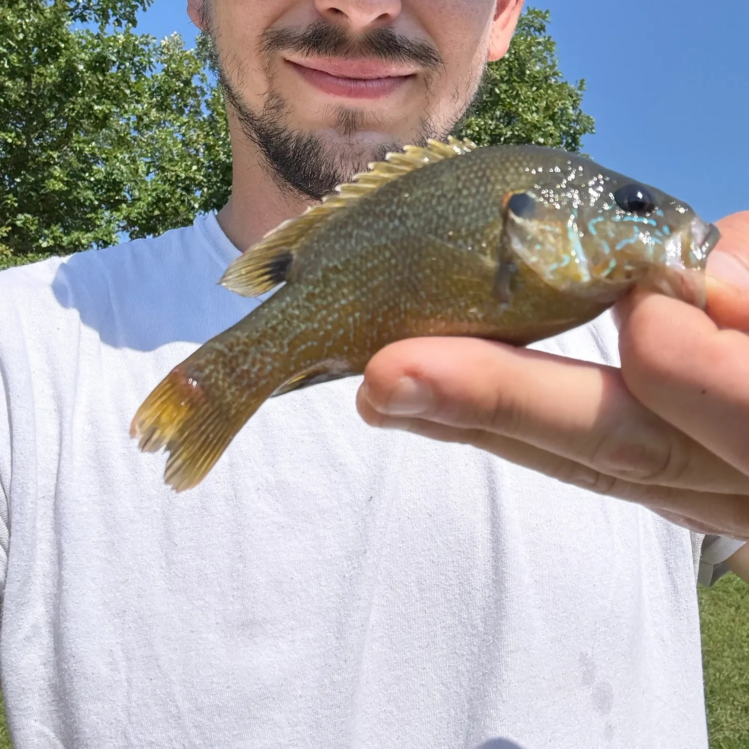 Green sunfish caught on Fishbrain