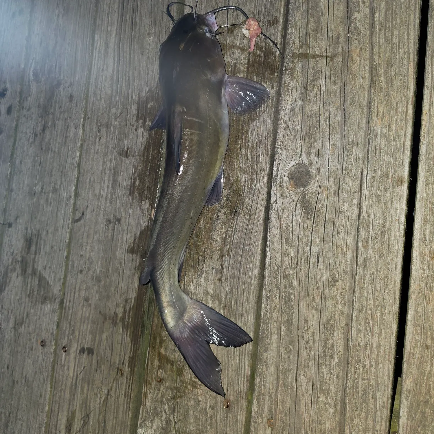 Channel catfish caught on Fishbrain