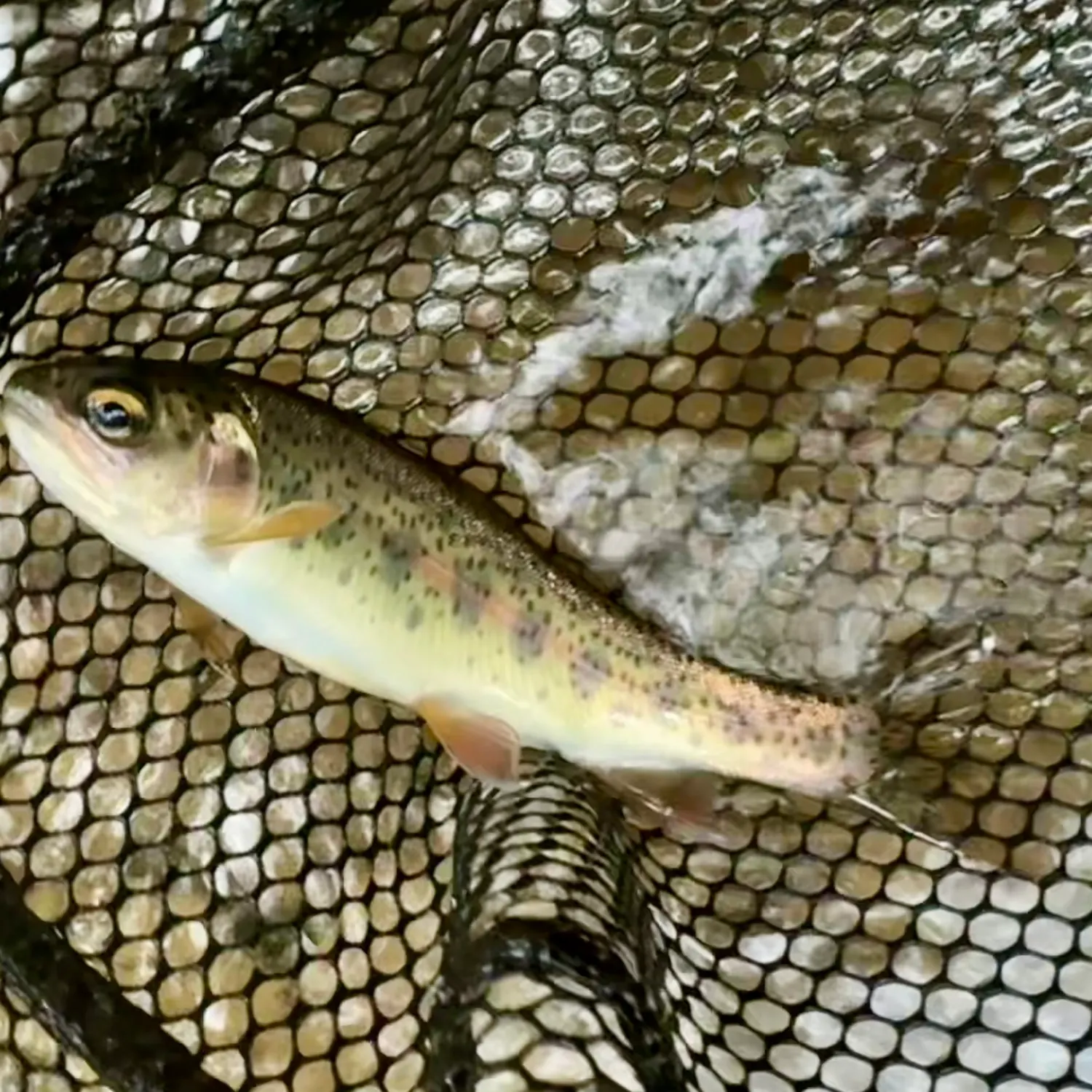 Rainbow trout caught on Fishbrain