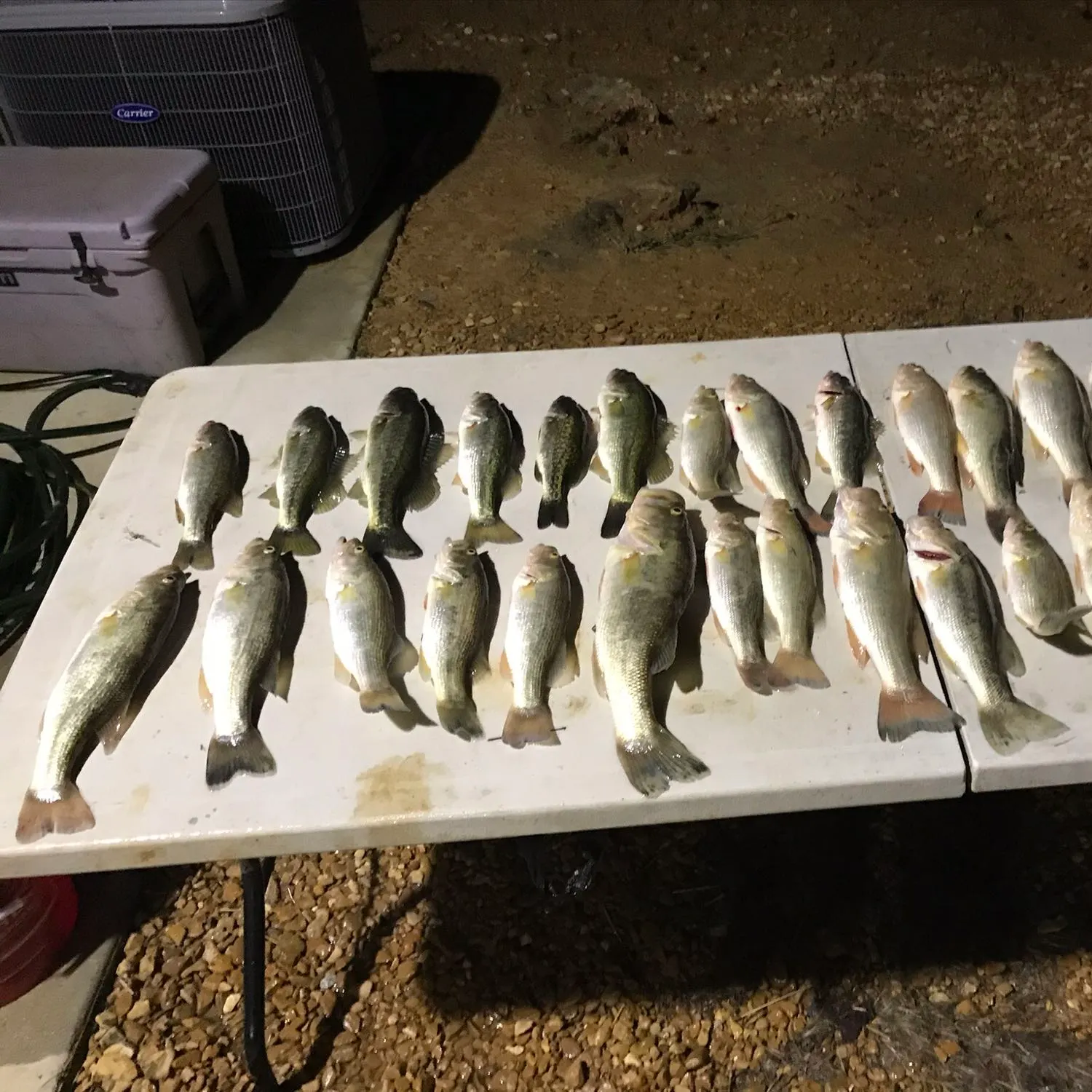 recently logged catches