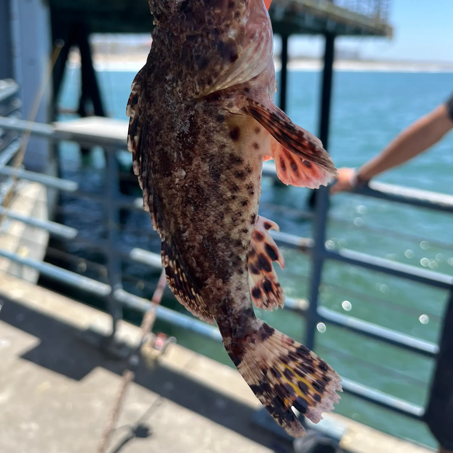 The most recent California scorpionfish catches on Fishbrain