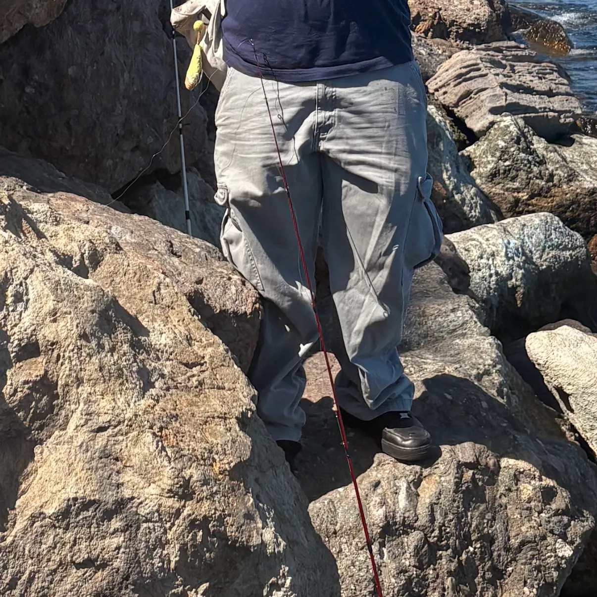 Striped bonito caught on Fishbrain