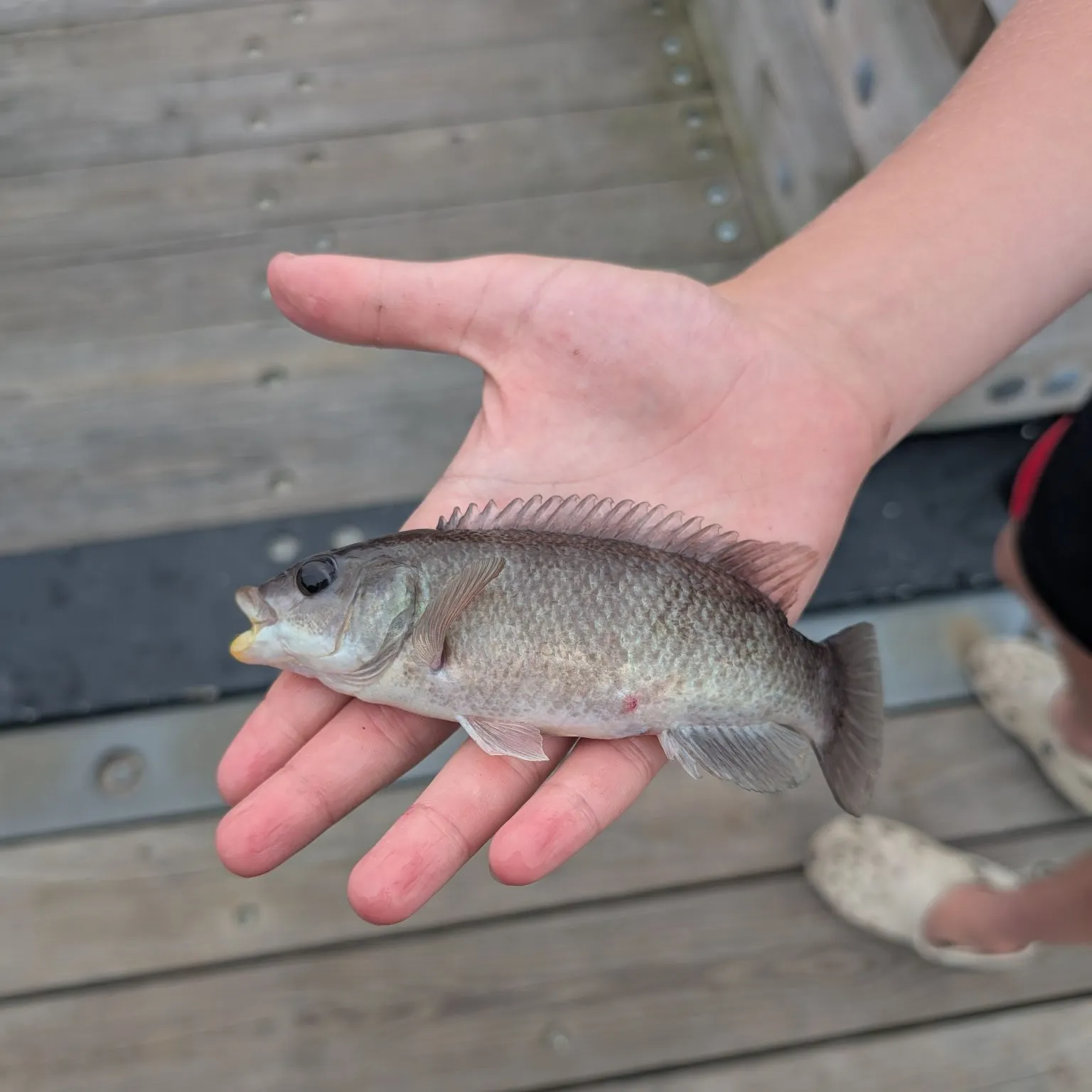 The most recent Cunner catches on Fishbrain
