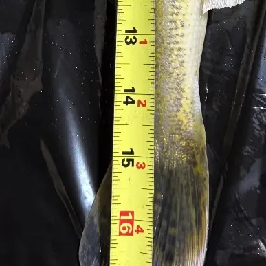 Walleye caught on Fishbrain