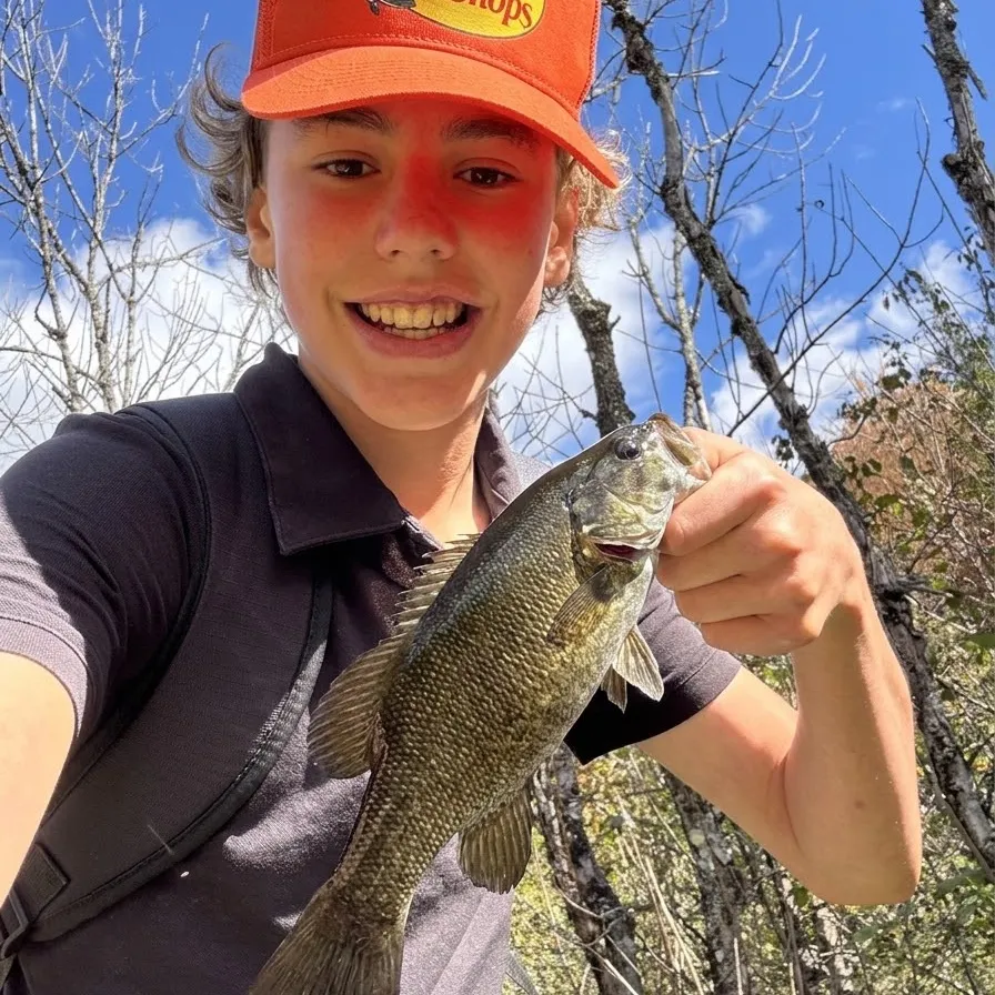 Smallmouth bass caught on Fishbrain