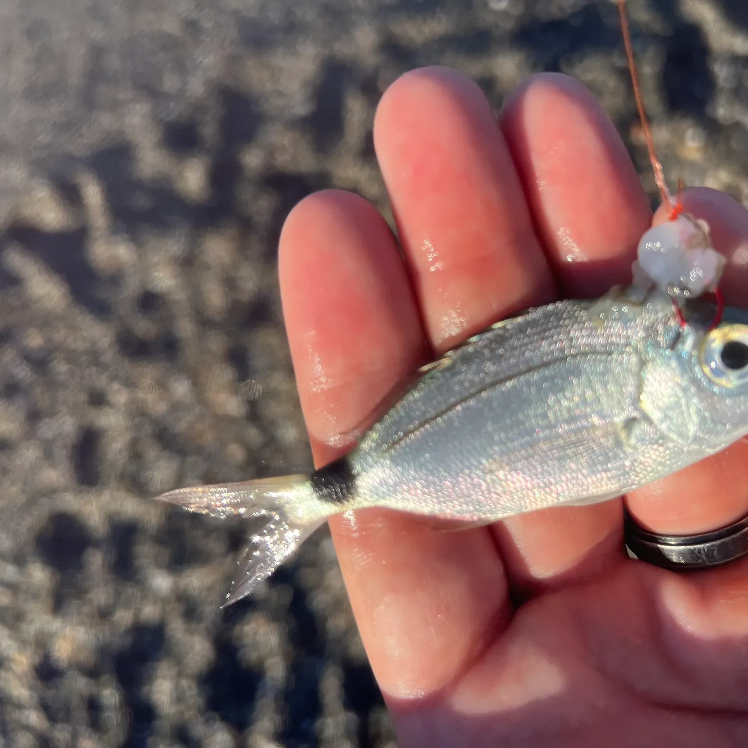 The most recent Axillary seabream catches on Fishbrain