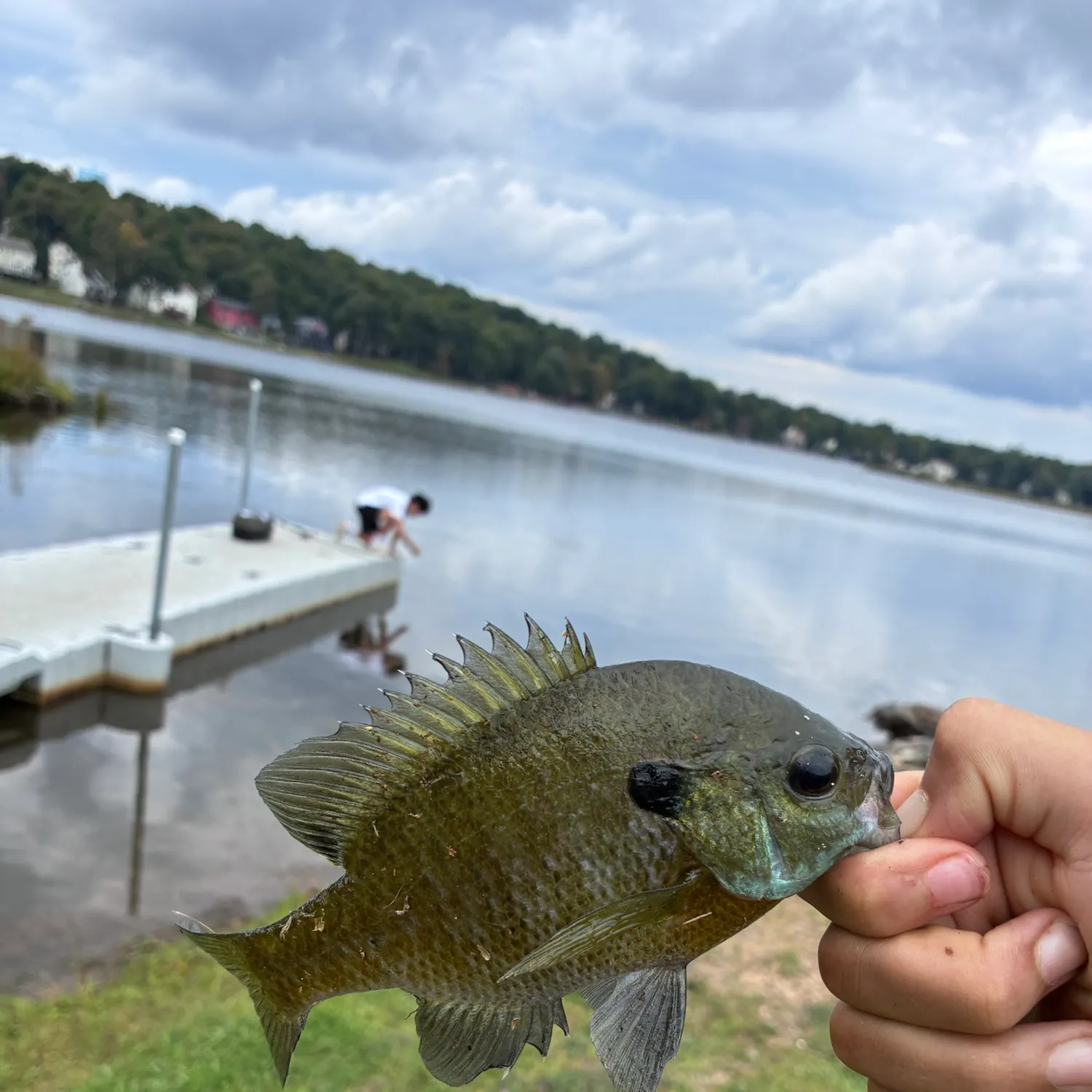 Greengill hybrid caught on Fishbrain