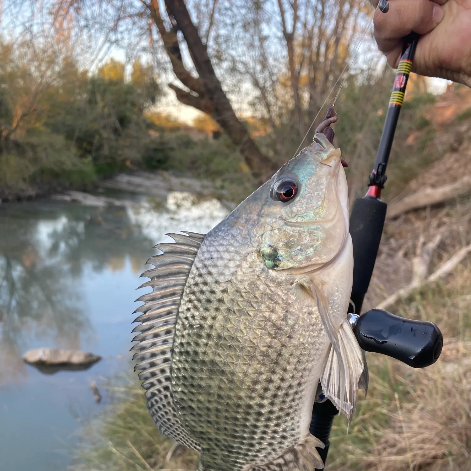 The most recent Nile tilapia catches on Fishbrain