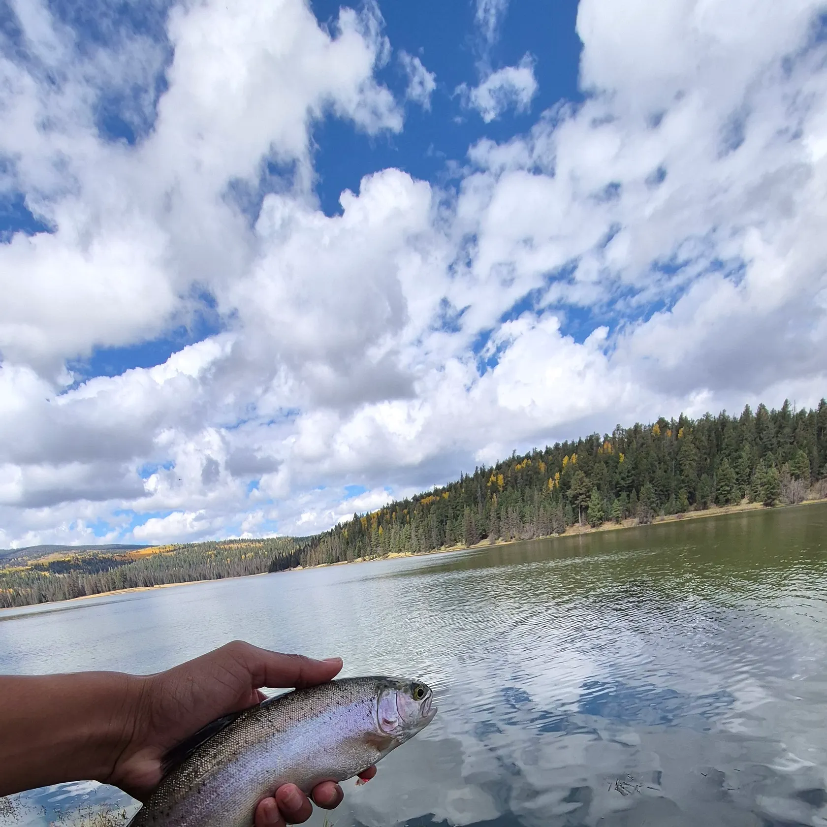 Rainbow trout caught on Fishbrain