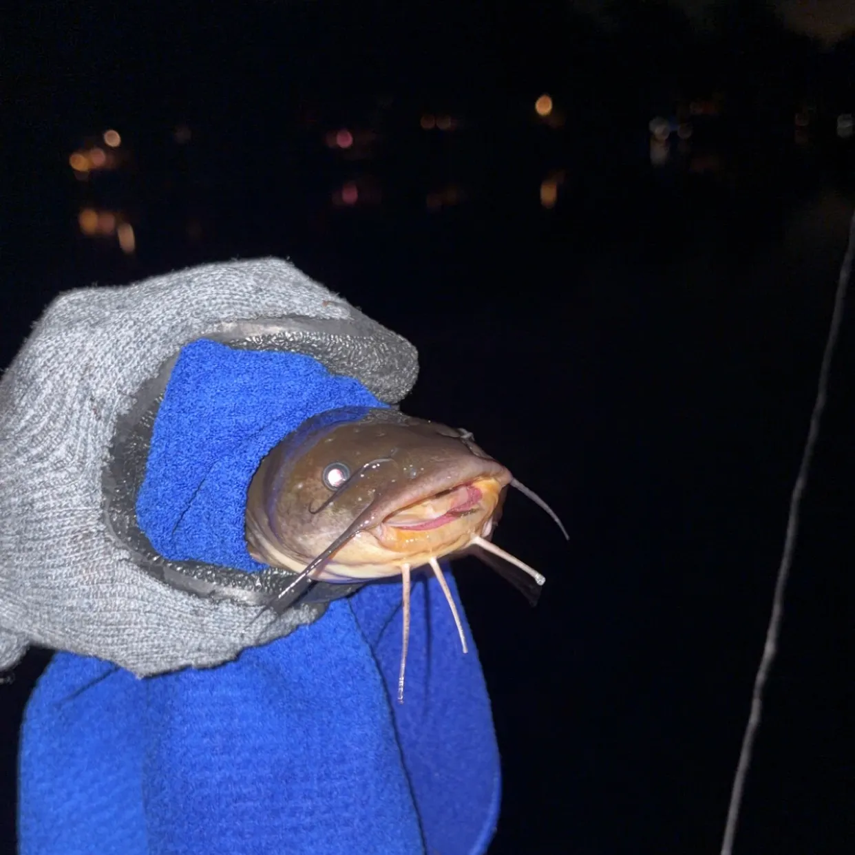 Black bullhead caught on Fishbrain