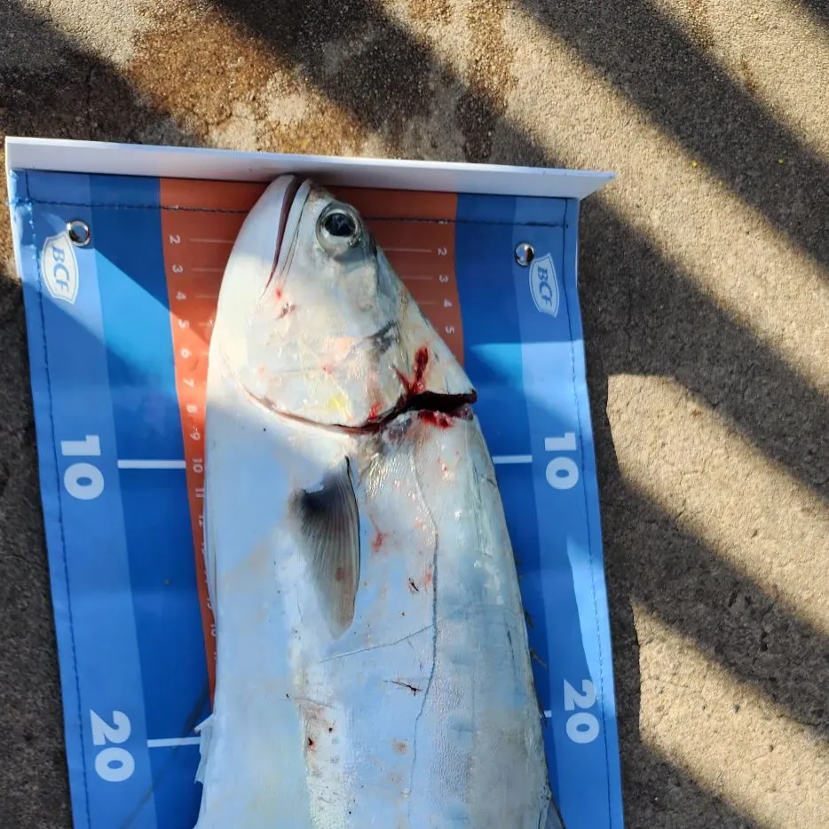 The most recent Talang queenfish catches on Fishbrain