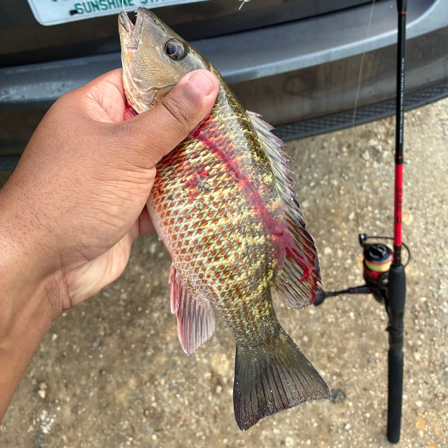 Mangrove snapper caught on Fishbrain