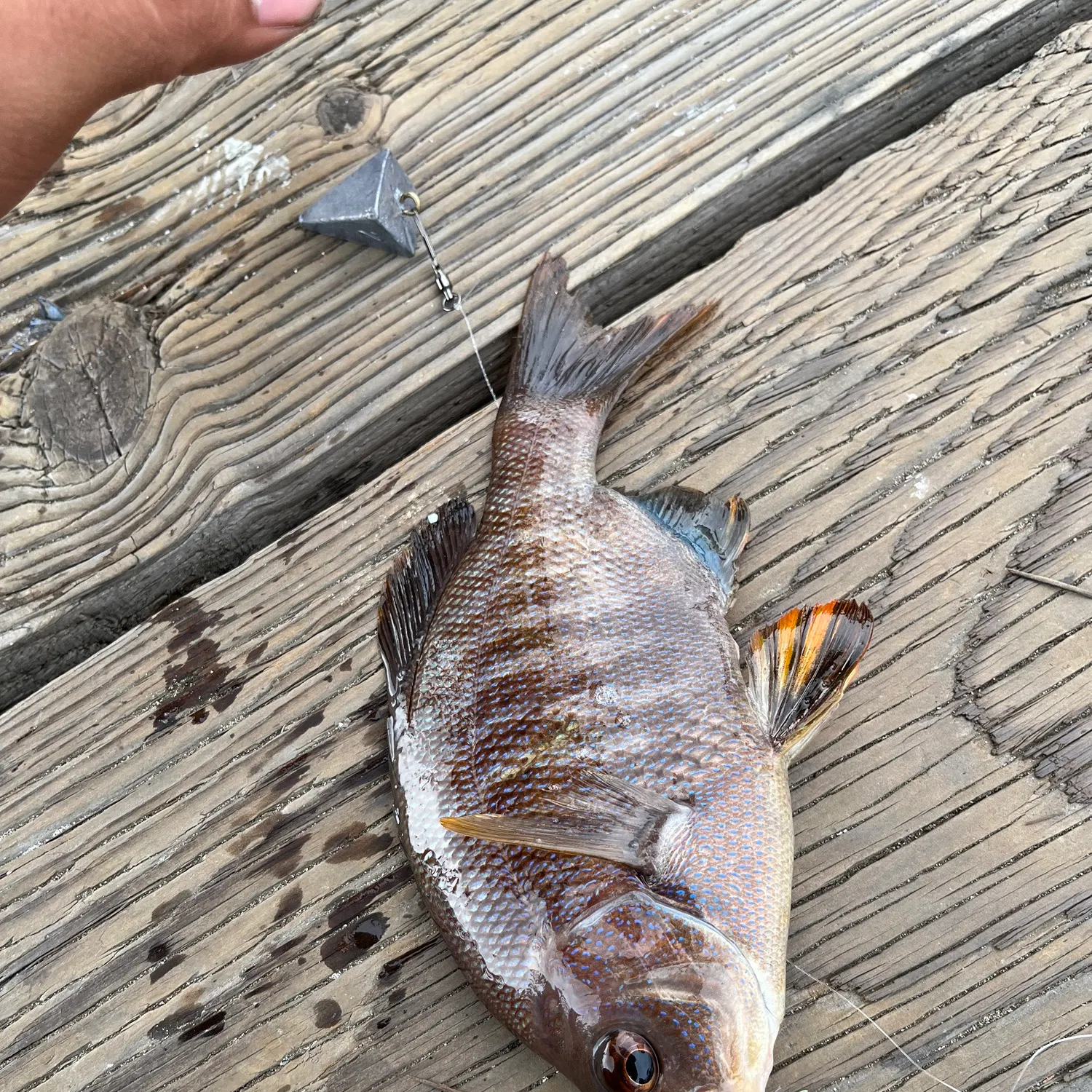 The most recent Black perch catches on Fishbrain