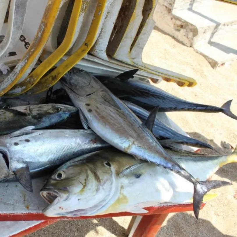 The most recent Skipjack tuna catches on Fishbrain