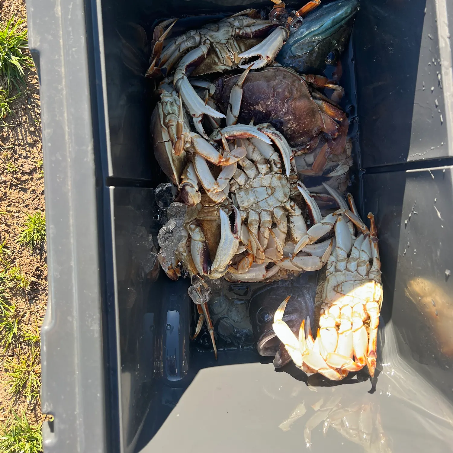 The most recent Dungeness crab catches on Fishbrain