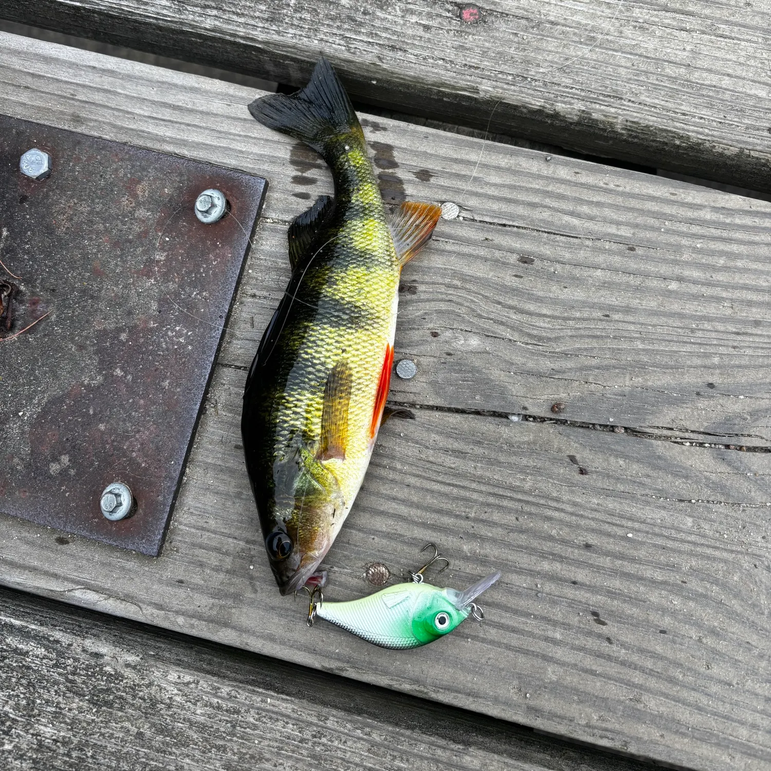 Yellow perch caught on Fishbrain