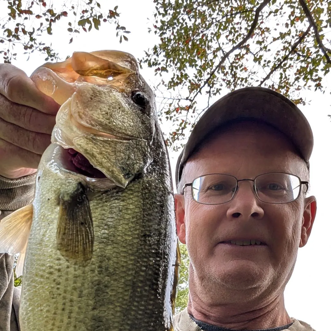 Largemouth bass caught on Fishbrain