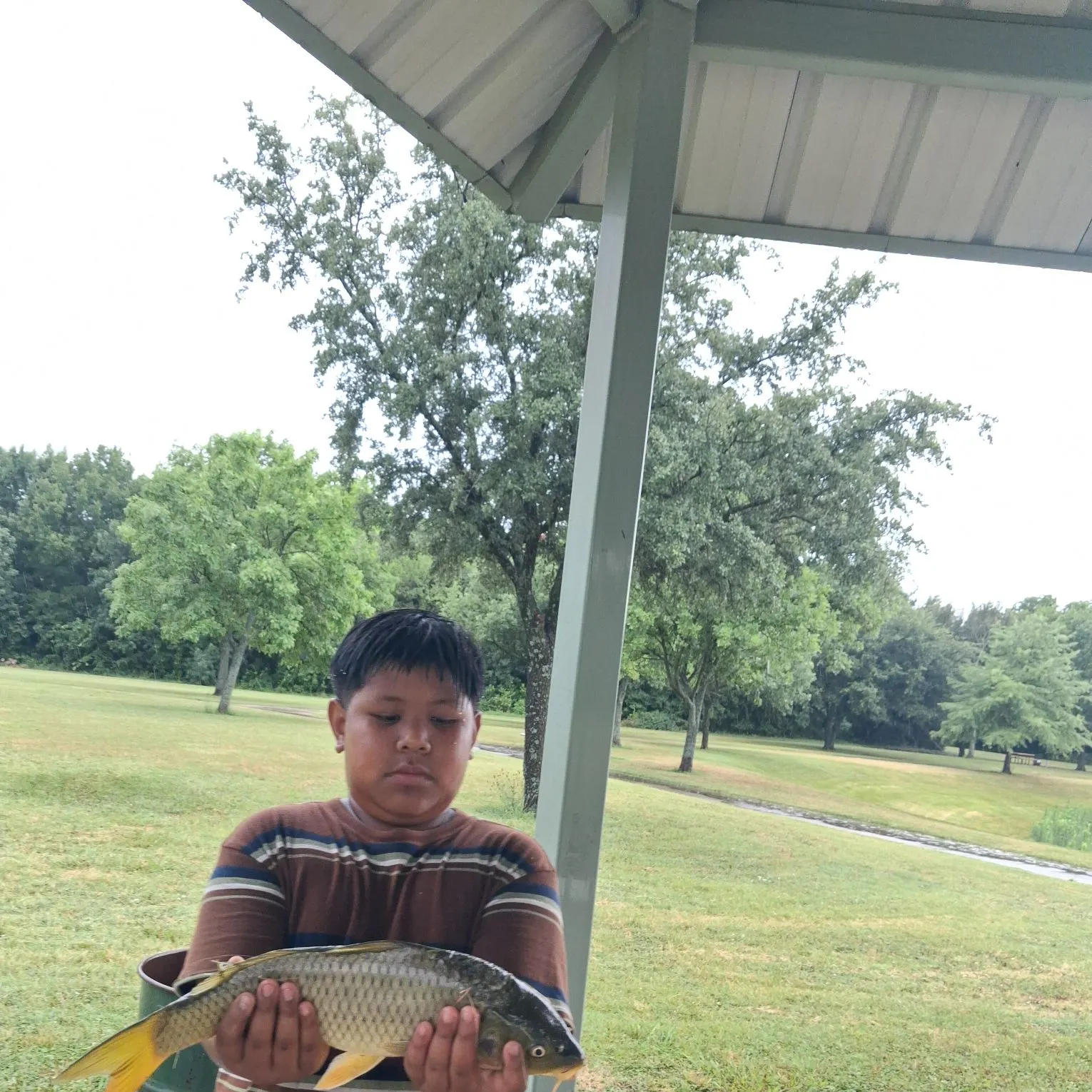 Common carp caught on Fishbrain