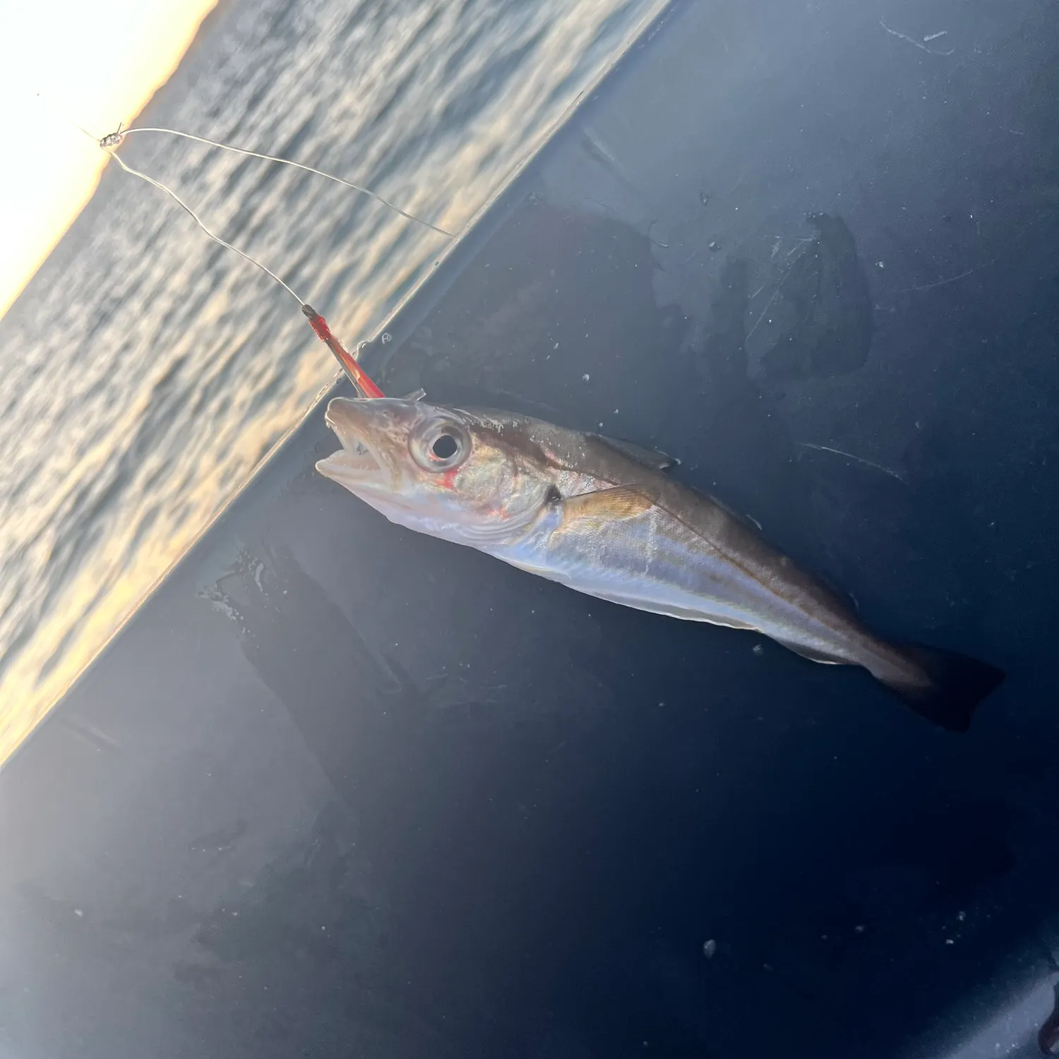 Whiting caught on Fishbrain