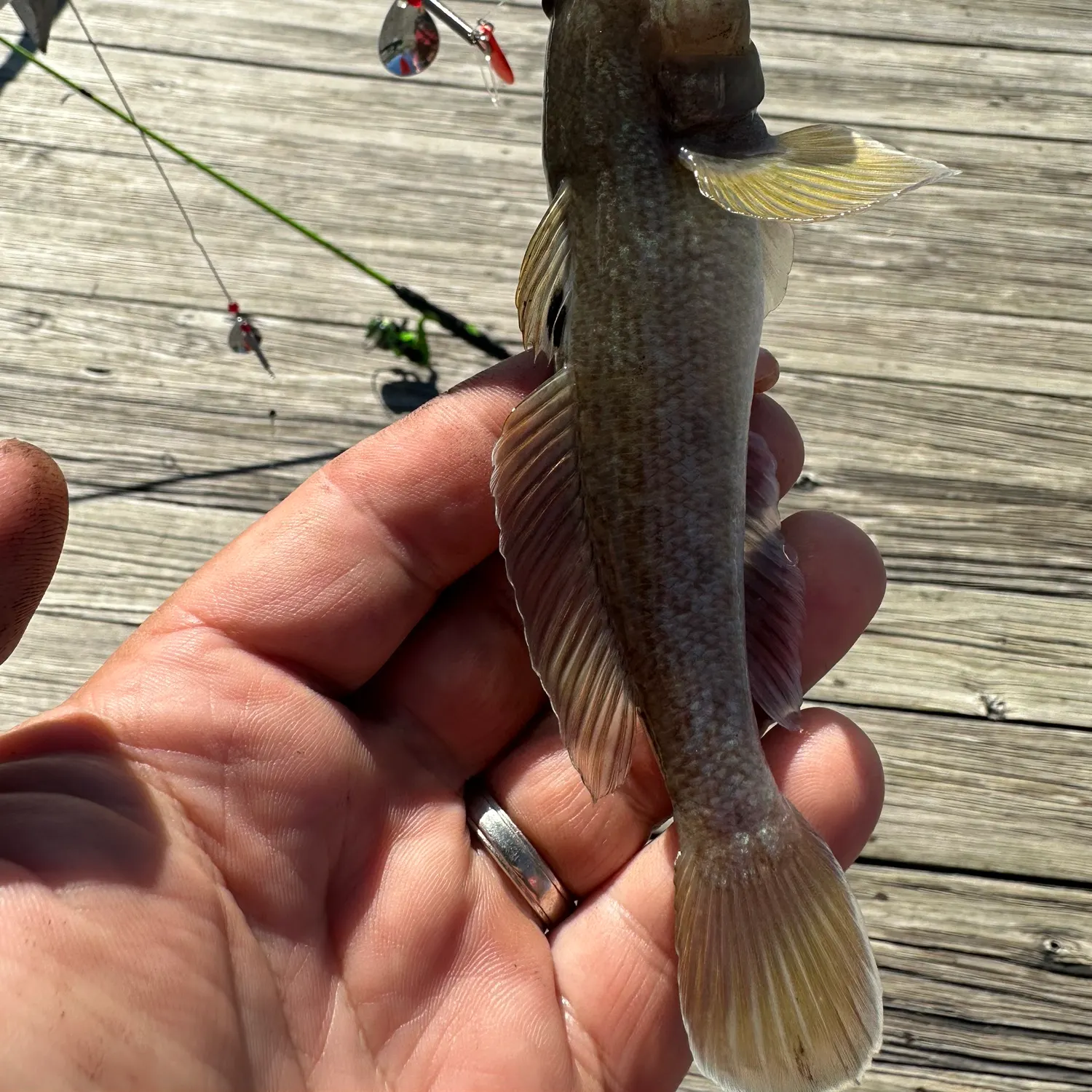 Round goby caught on Fishbrain