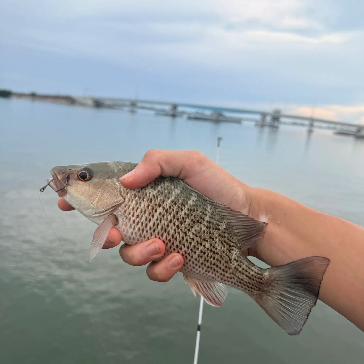 Mangrove snapper caught on Fishbrain