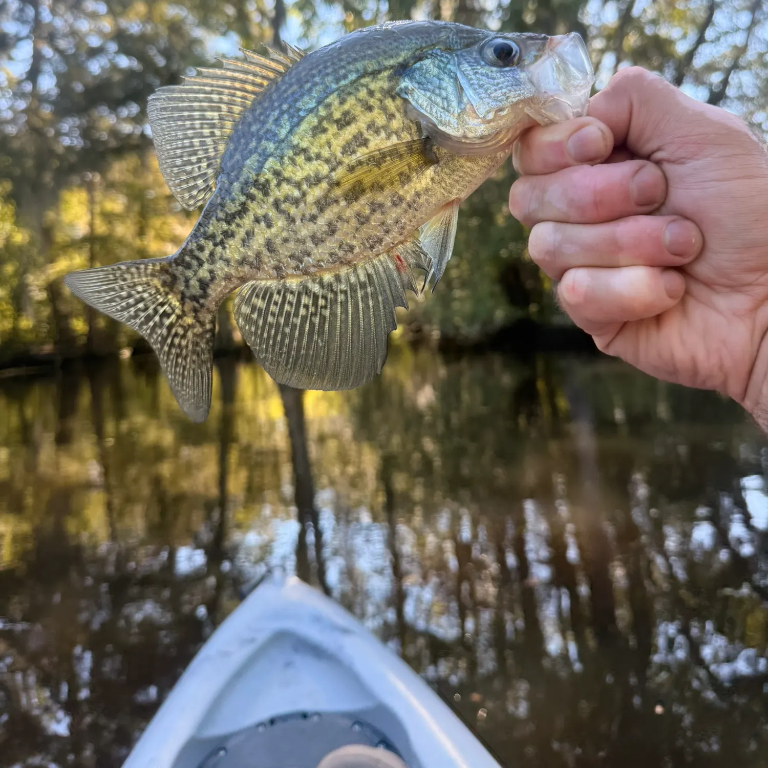 Black crappie caught on Fishbrain