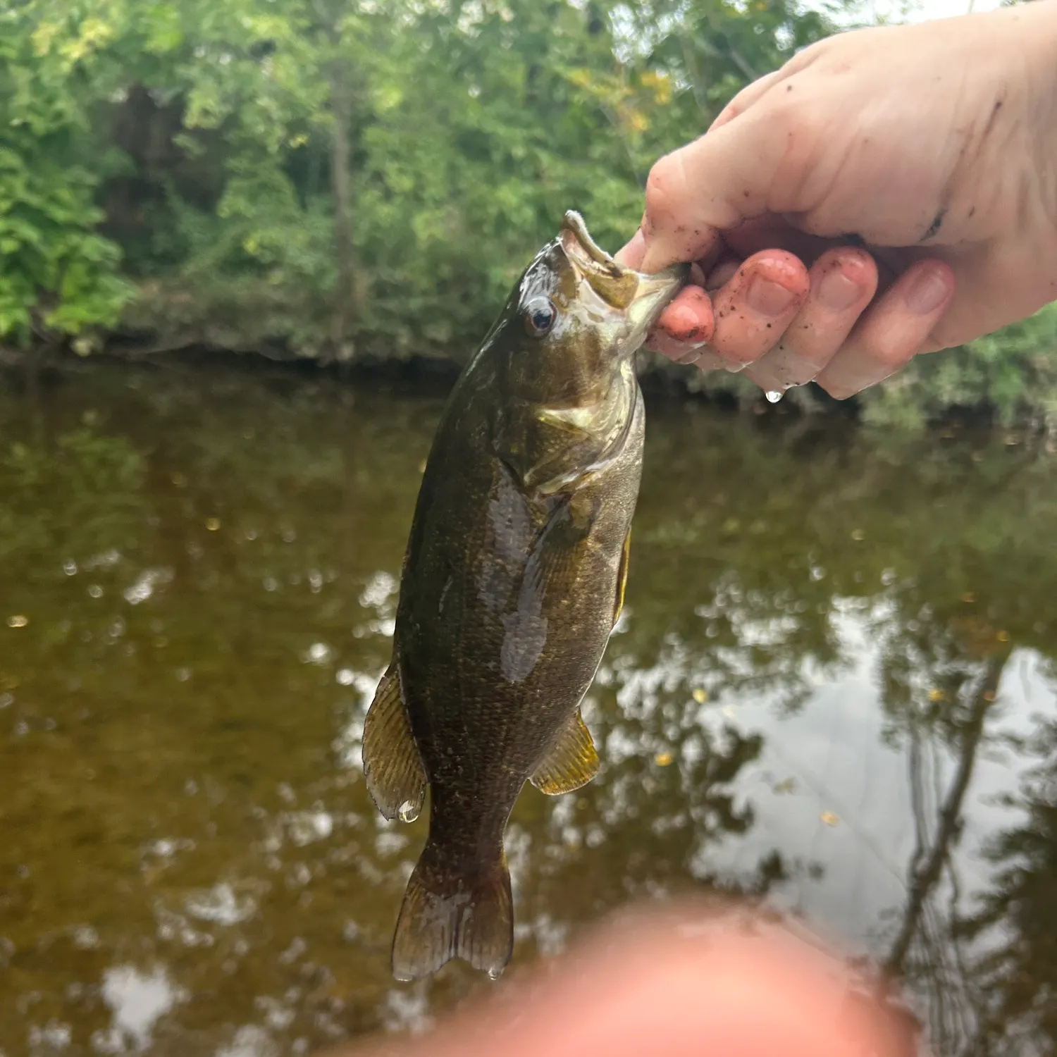 Smallmouth bass caught on Fishbrain