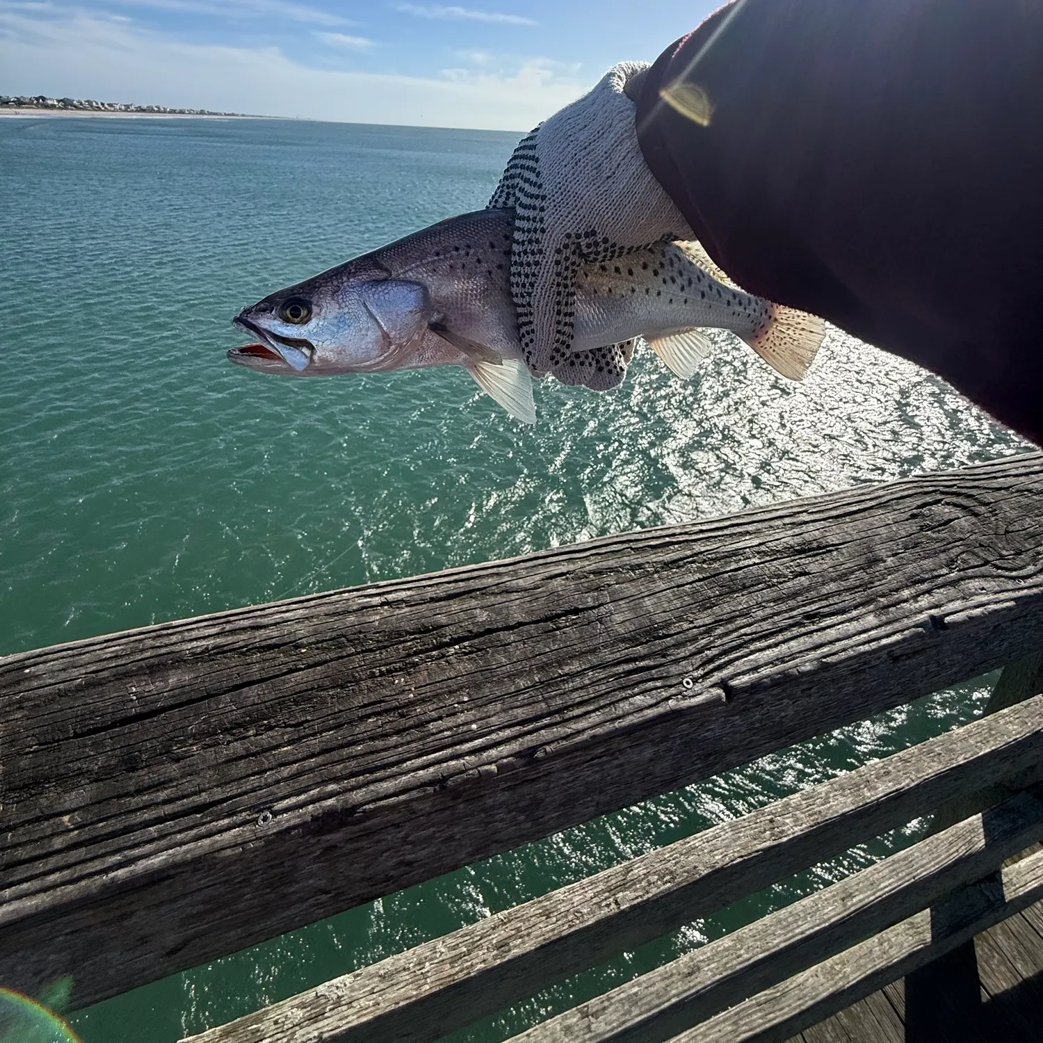 Spotted seatrout caught on Fishbrain