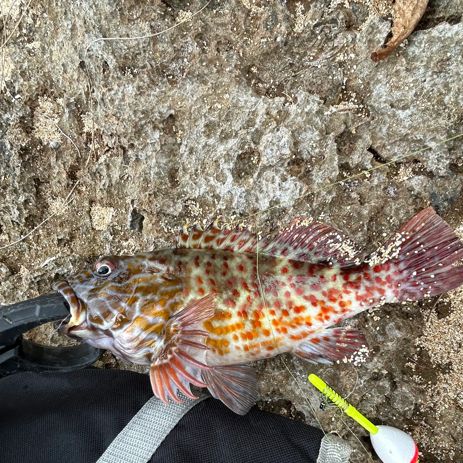 The most recent Stocky hawkfish catches on Fishbrain