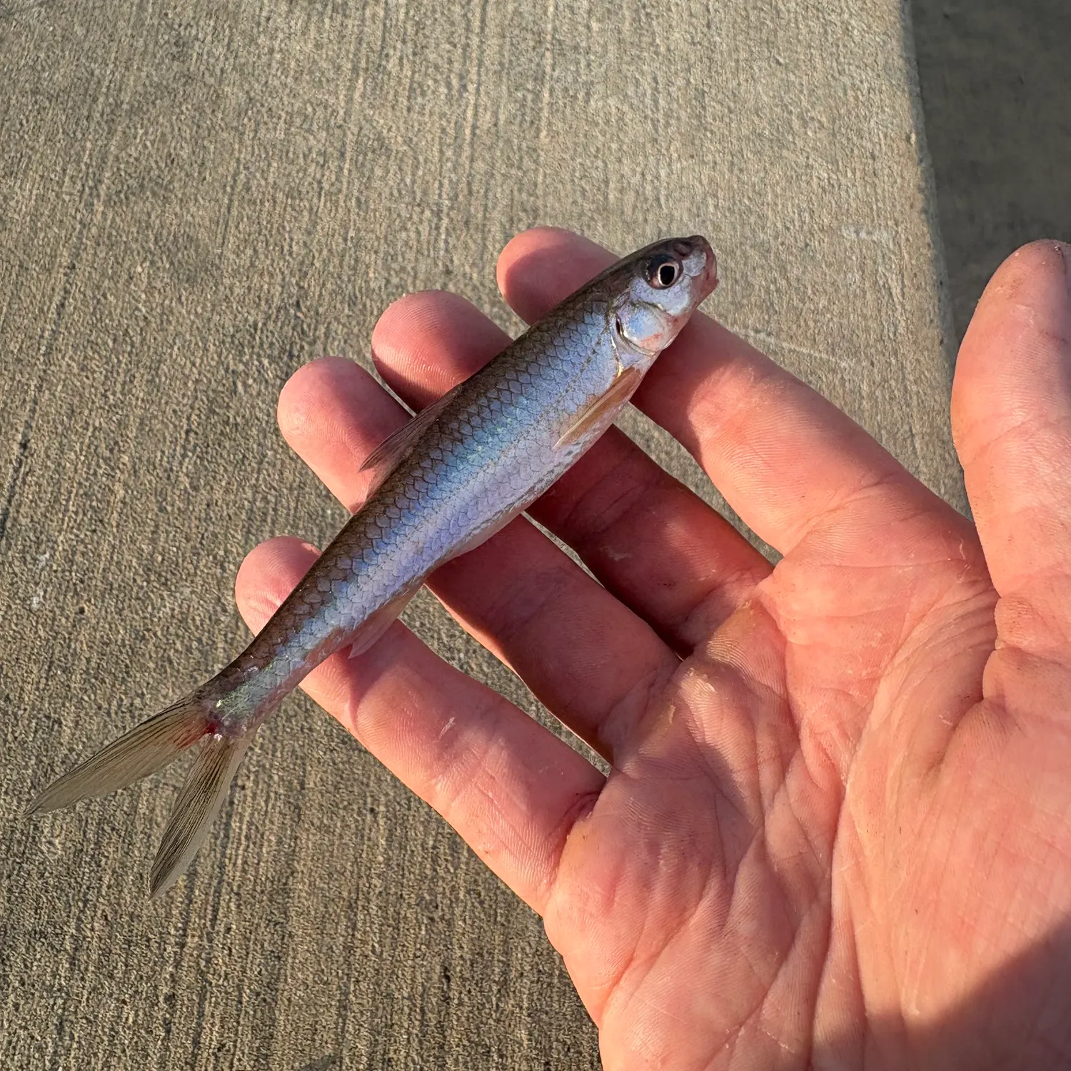 The most recent Silver chub catches on Fishbrain