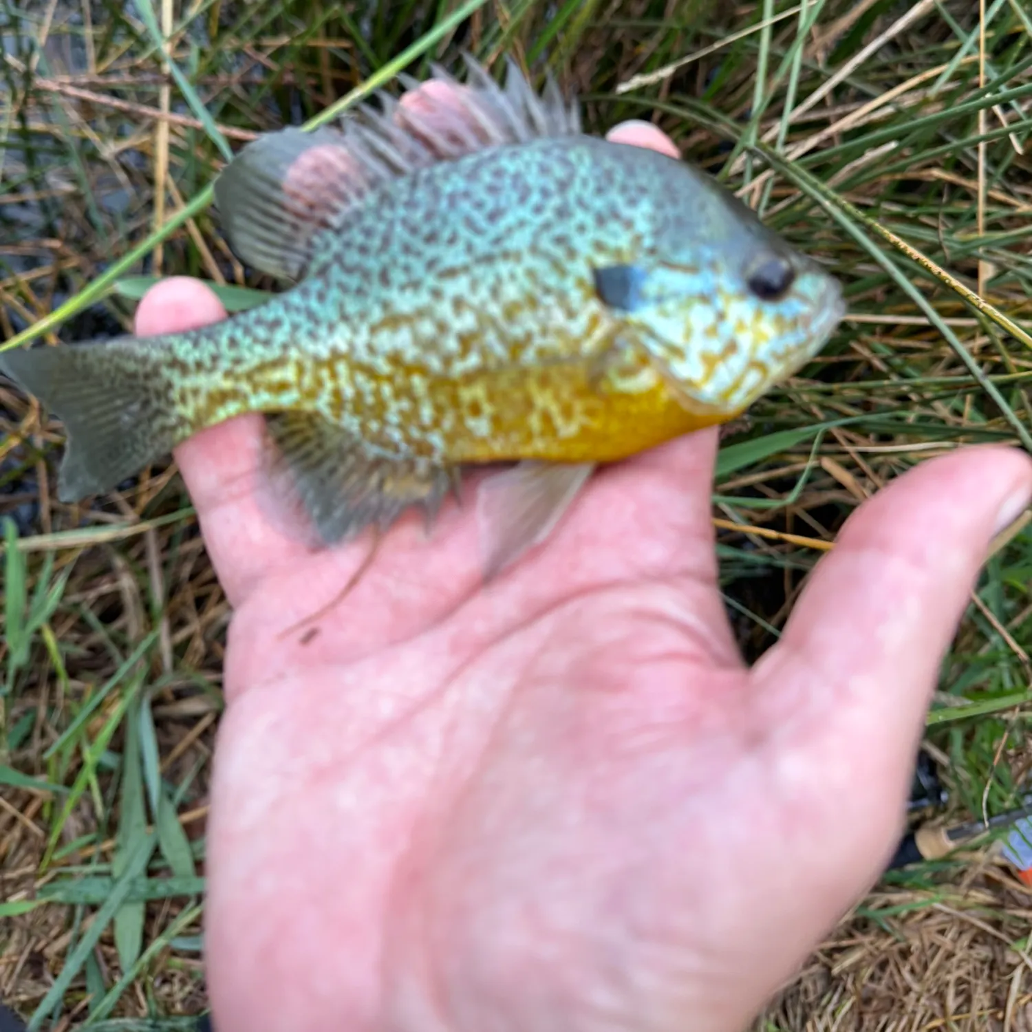 Pumpkinseed caught on Fishbrain