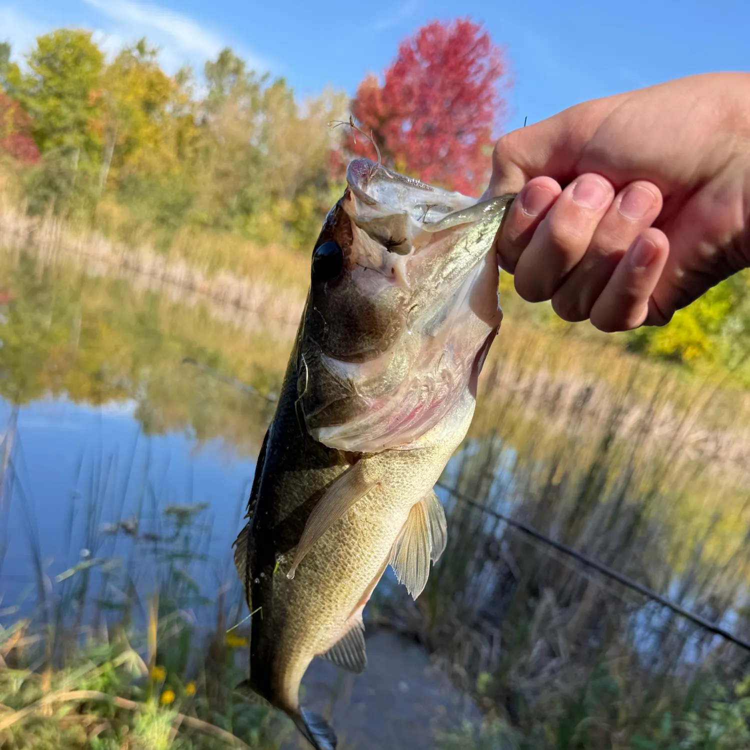 Largemouth bass caught on Fishbrain
