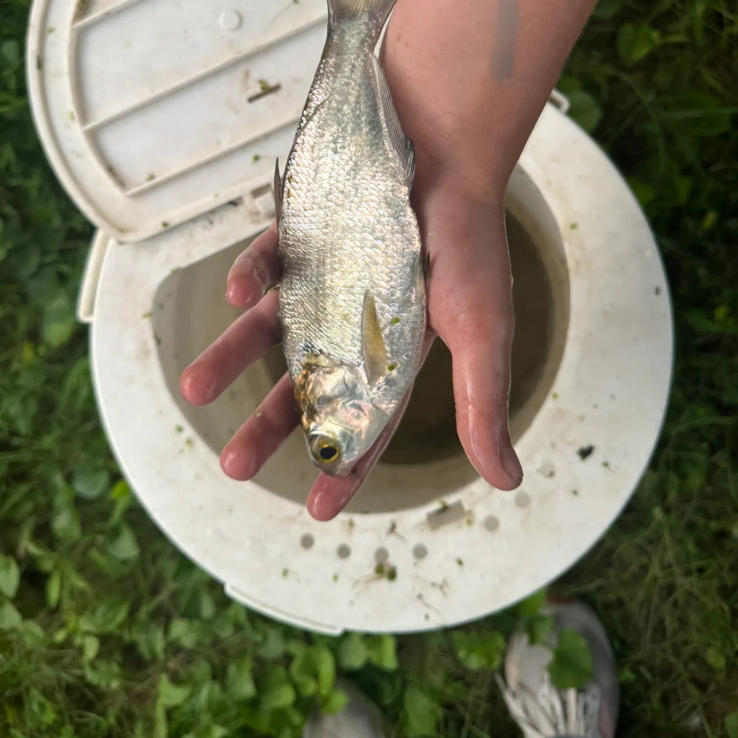 The most recent American gizzard shad catches on Fishbrain