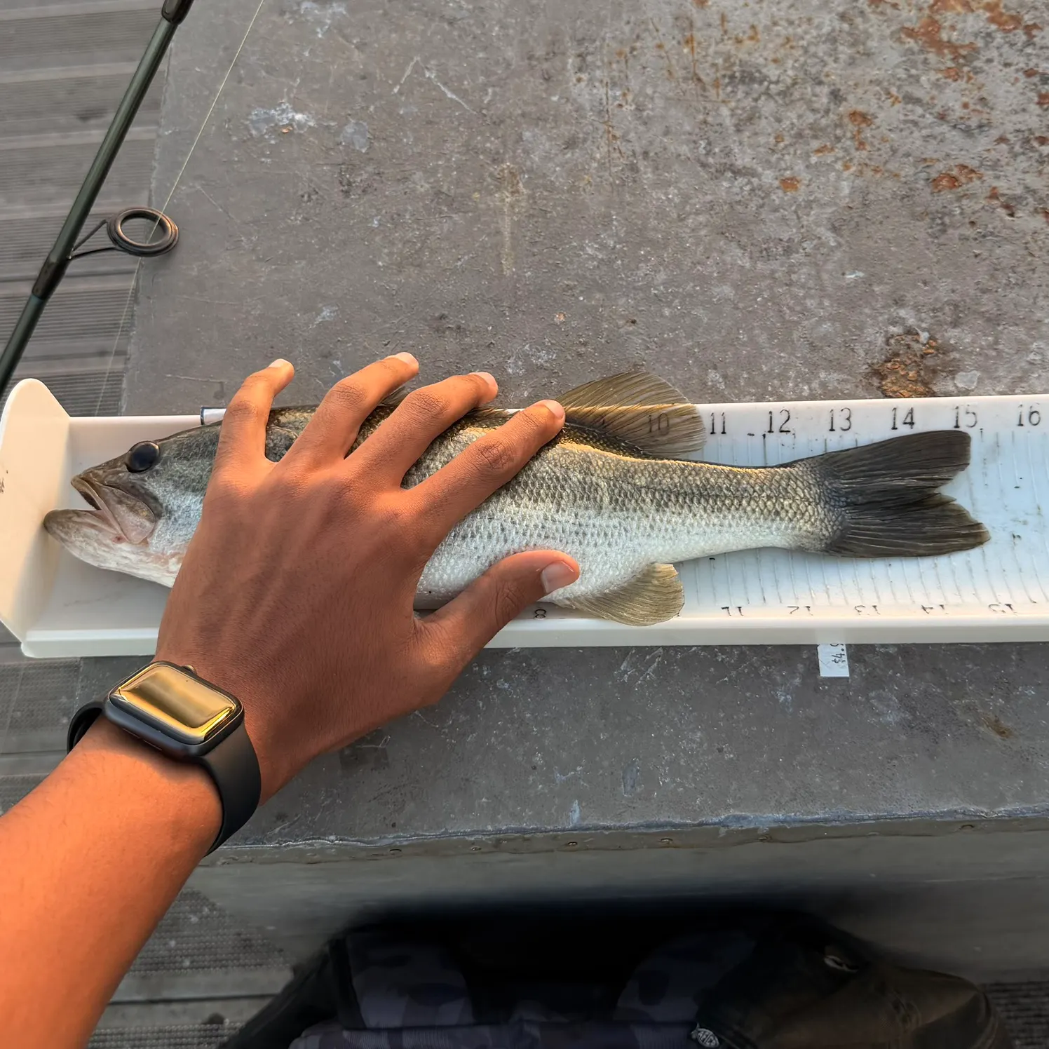 Largemouth bass caught on Fishbrain