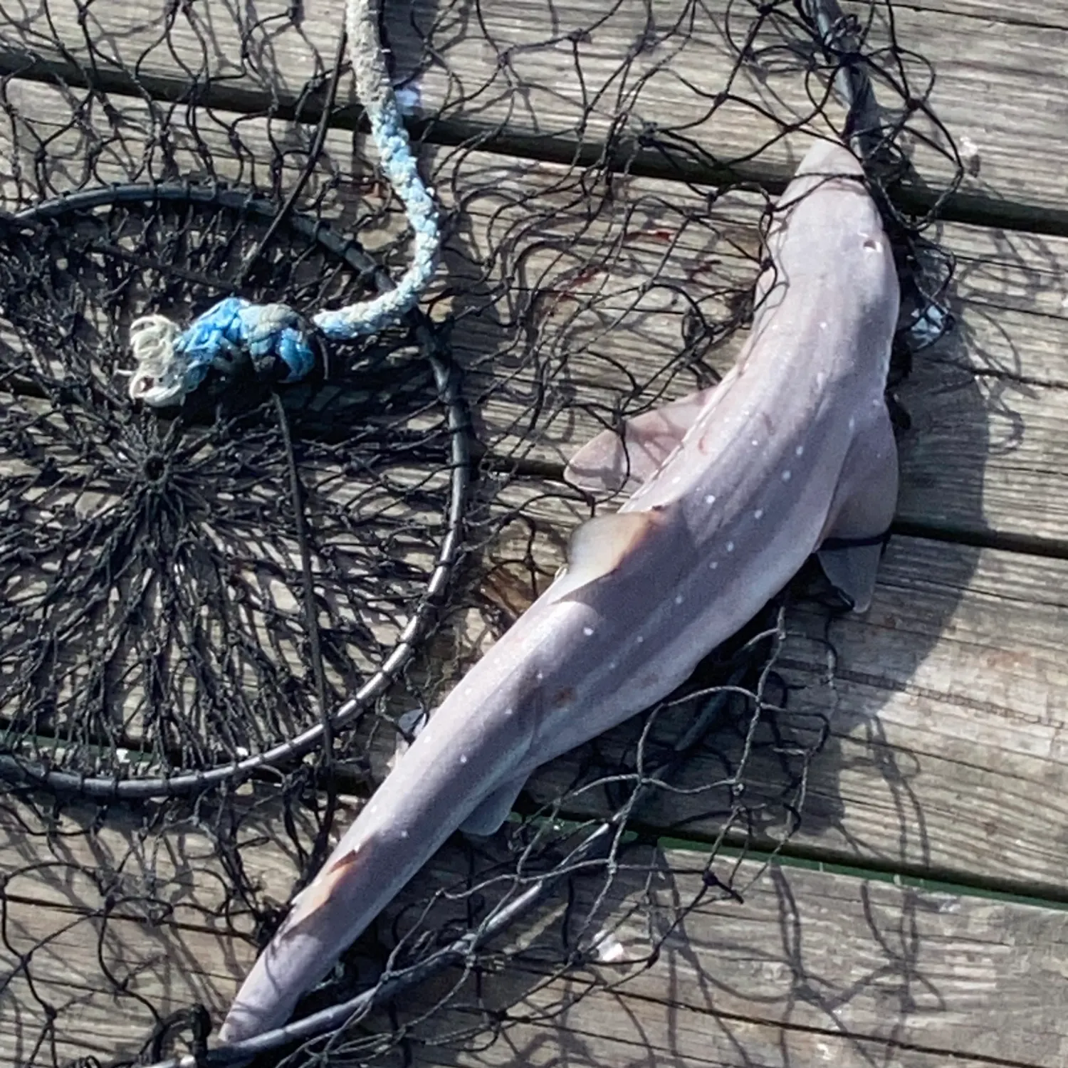 The most recent Atlantic sharpnose shark catches on Fishbrain