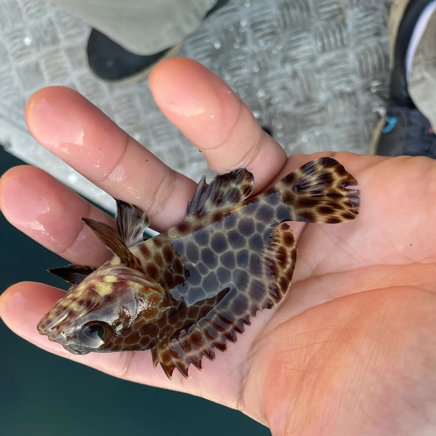 The most recent Areolate grouper catches on Fishbrain
