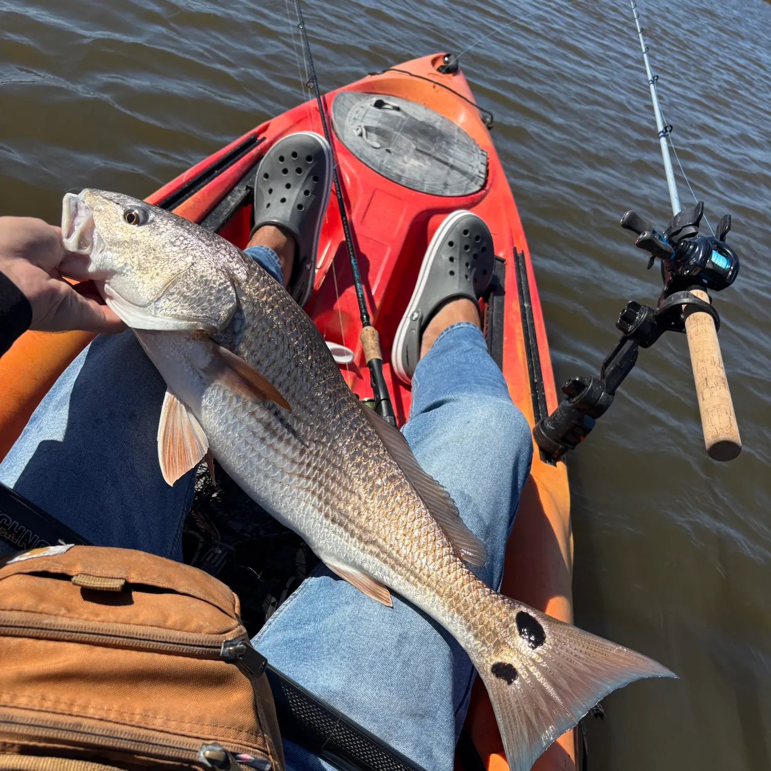 Red drum caught on Fishbrain