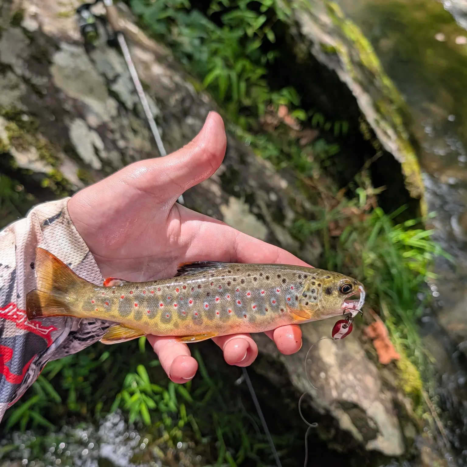 Brown trout caught on Fishbrain