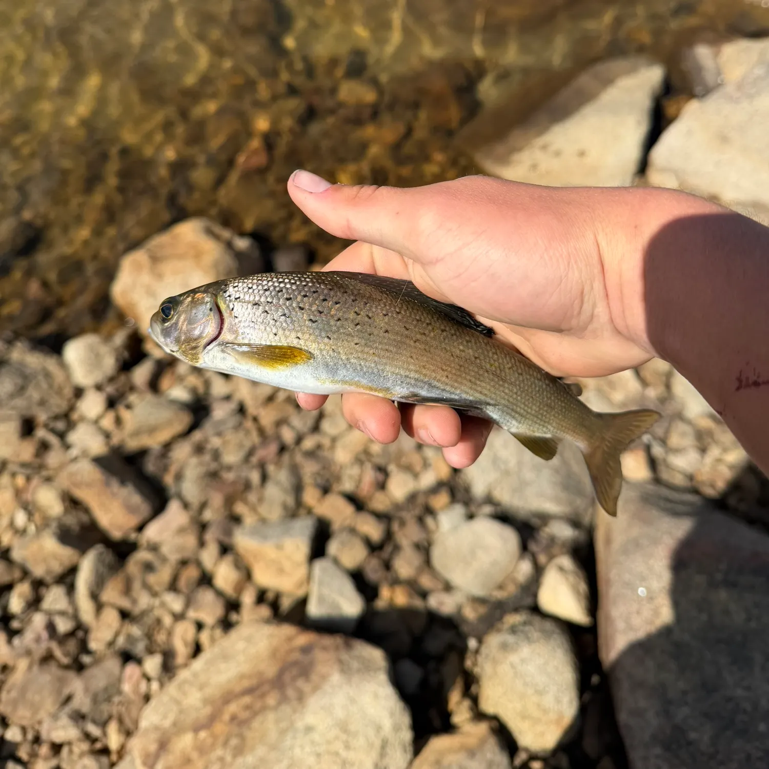 The most recent Arctic grayling catches on Fishbrain