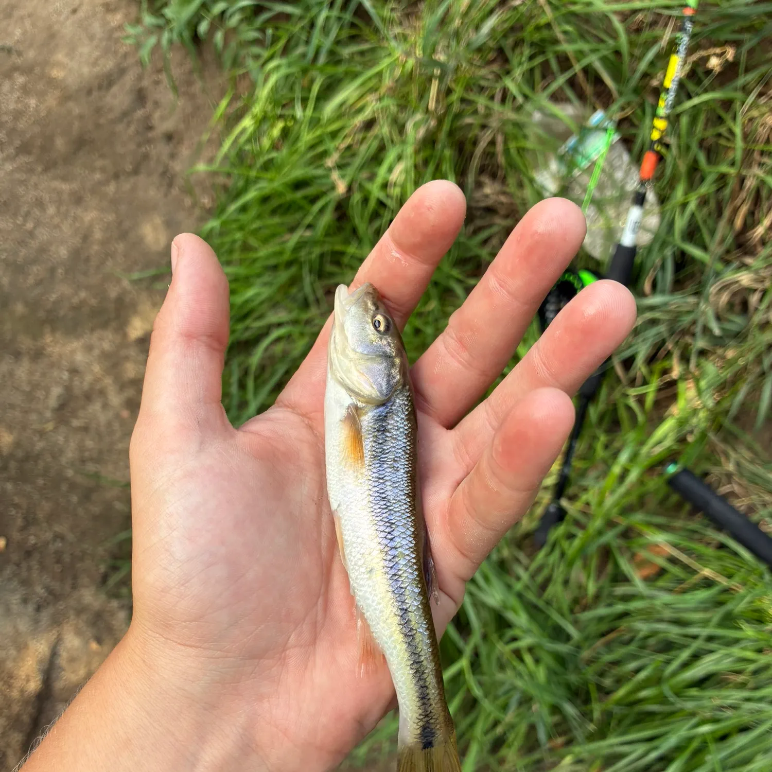 Creek chub caught on Fishbrain
